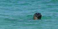 Seal observer (Blaskets trip)